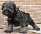 cachorros schnauzer miniatura, 450 euros - mejor precio | unprecio.es