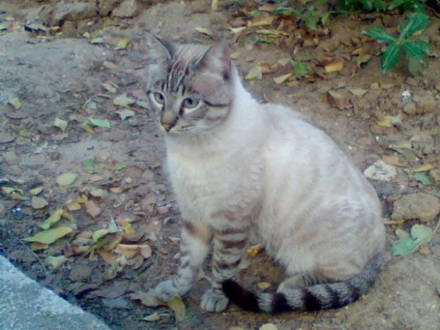 Gato en la calle, necesita un hogar