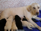 Labrador Retriever en Inca - mejor precio | unprecio.es