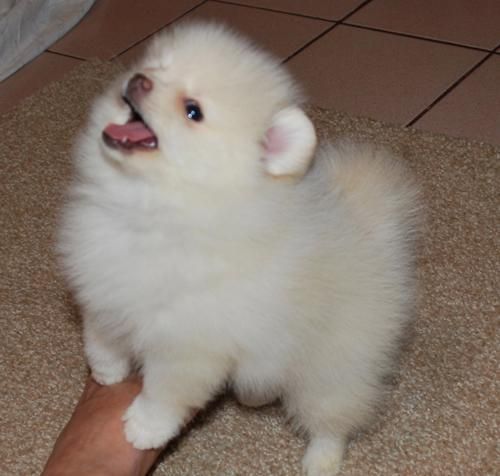 pequeños POMERANIAN cachorros disponibles!