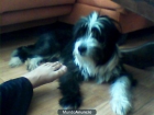 Regalo cachorro - mejor precio | unprecio.es