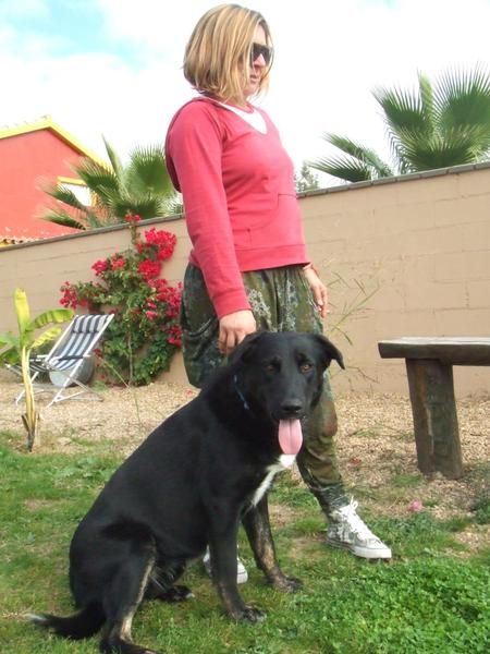 regalo labrador  cruzado negro