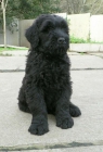 Terrier Negro Ruso (Black Russian Terrier) - mejor precio | unprecio.es