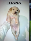 Hana, cachorra en adopción - mejor precio | unprecio.es