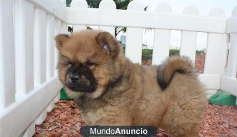 000Regalo Chow chow te encantaran estos cachorros