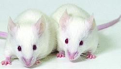 busco ratones de laboratorio