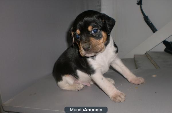 cachorros cruce de beagle preciosos