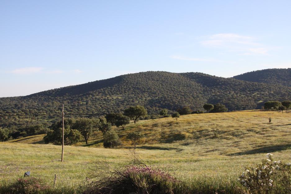 Finca de caza mayor 950 has en ciudad real