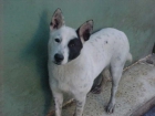 Preciosa Husky - mejor precio | unprecio.es