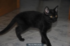regalo gato negro (hembra) - mejor precio | unprecio.es