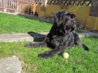 Schnauzer Gigante - mejor precio | unprecio.es