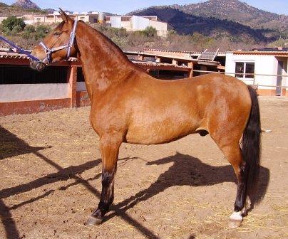 vendo  varios caballos bien montados