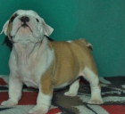 Ejemplares Bulldog Inglés : LOE, tres machos disponibles - mejor precio | unprecio.es