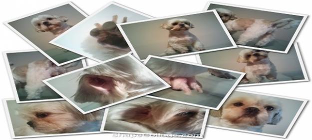 Peluquería Canina Alicante