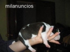 ¡¡¡¡¡¡¡ los mejores perros¡¡¡¡¡¡¡ - mejor precio | unprecio.es