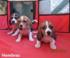 Beagles bicolores y tricolores cachorros con muy buen pedigri. - mejor precio | unprecio.es