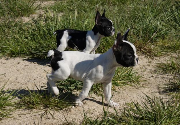 Border collie excelentes cachorros con pedigre