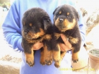 Cachorros rottweilers.Criadero Dacarvill - mejor precio | unprecio.es