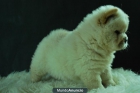 Chow Chow Preciosa Camada color blancos con 2 meses - mejor precio | unprecio.es