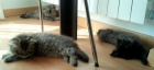 Gatita persa europea preciosa y peludita! - mejor precio | unprecio.es