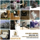 Gatitos de caldes animal en adopción - mejor precio | unprecio.es