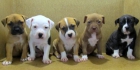 Pitbull macho - mejor precio | unprecio.es