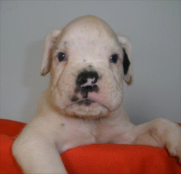 Boxer espectaculares cachorros blancos