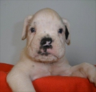 Boxer espectaculares cachorros blancos - mejor precio | unprecio.es