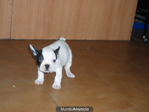 Bulldog Frances 495 euros