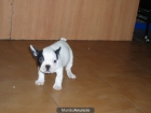 Bulldog Frances 495 euros - mejor precio | unprecio.es
