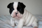 Gratis cachorros de Bulldog Frances. Dispongo de 1 hembra y 3 macho - mejor precio | unprecio.es