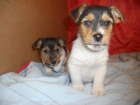 jack russell cachorros - mejor precio | unprecio.es