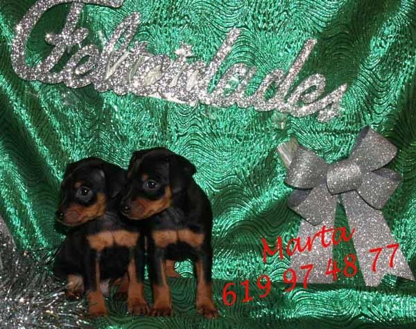 mini pincher,adorables cachorros a buen precio