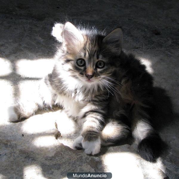 Regalo Gatitas