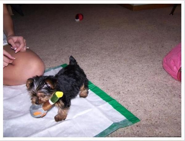 Yorkshire terrier minis economicos en Pontevedra