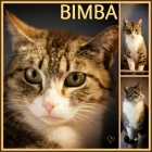 Gatita bimba en adopción, tiene 7 meses - mejor precio | unprecio.es