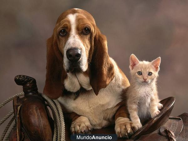 BASSET HOUND