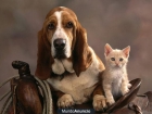 BASSET HOUND - mejor precio | unprecio.es