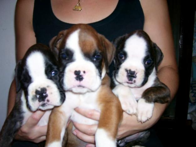 boxer economicos  con pedigree