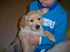 Cachorro Golden Retriever - mejor precio | unprecio.es