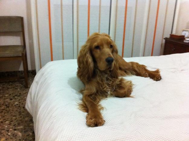 Cocker ingles para monta