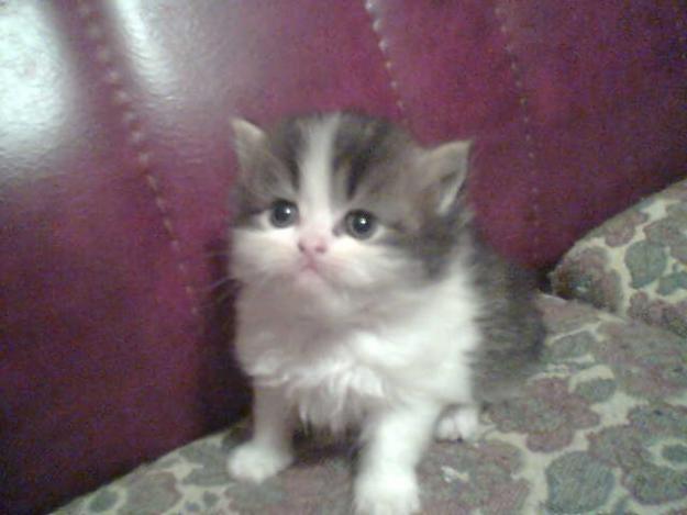 gatita persa