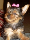 yorkshire terrier mini con pedigri - mejor precio | unprecio.es