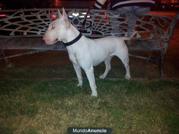 ¡¡se vende espectacular camada de bull terrier 350 !!