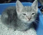 Adopta a Harry te esta esperando en Madrid Felina - mejor precio | unprecio.es