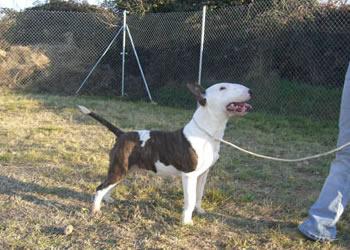 bull terrier para montas en las afueras de toledo