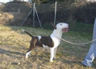 bull terrier para montas en las afueras de toledo - mejor precio | unprecio.es