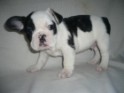 Bulldog FRANCES del ch.angelo y - mejor precio | unprecio.es