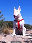 Busco hembra de Bull terrier para cruce con mi macho - mejor precio | unprecio.es