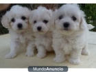 cachorretes de maltes con pedigree prec - mejor precio | unprecio.es